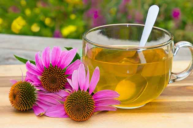 Echinacea