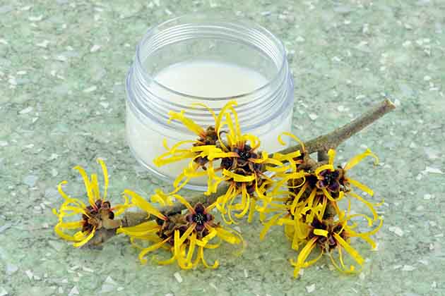 Witch Hazel