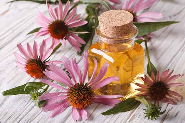 Echinacea