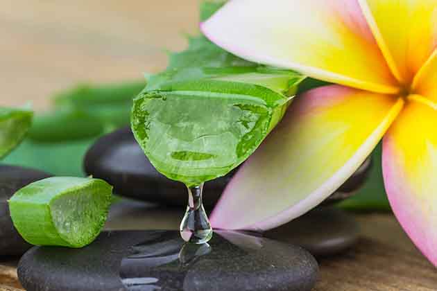 Aloe Vera