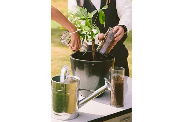 Planting a Tree