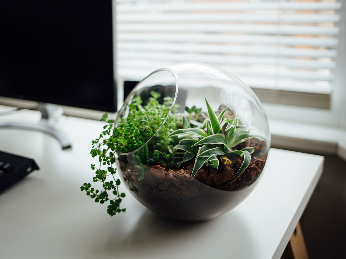Set Out Terrariums