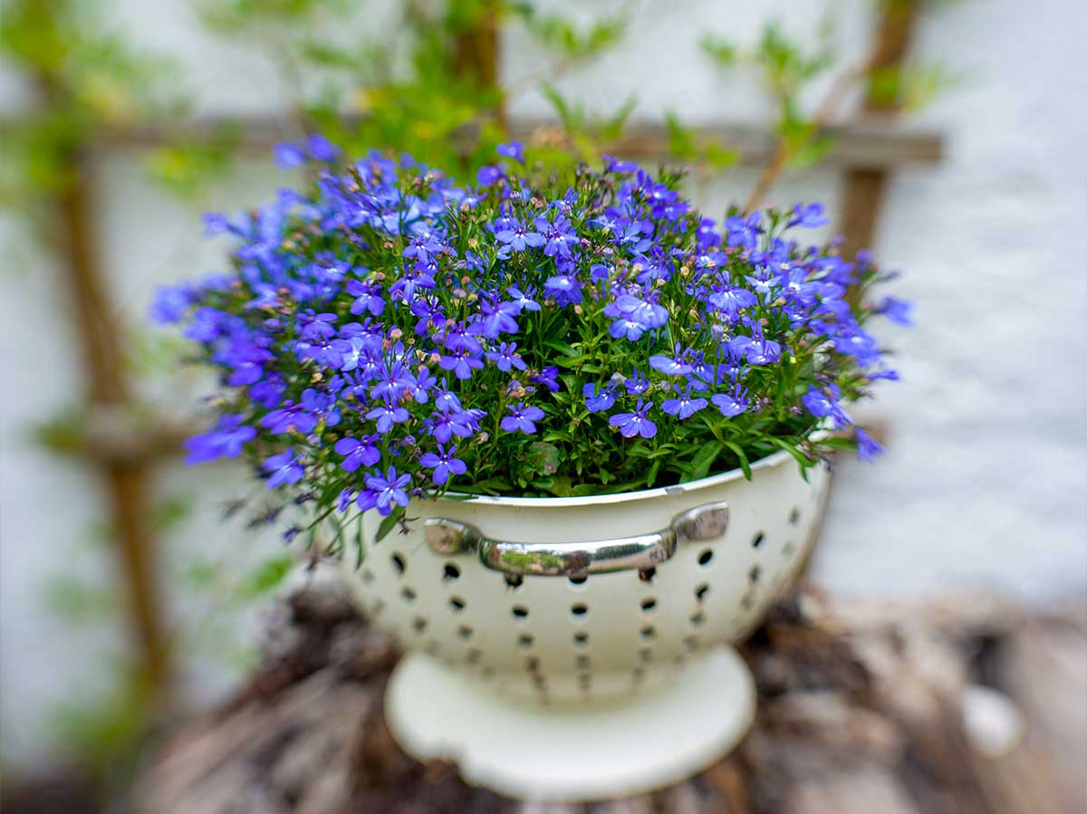 Hang Colanders for Perfect Potters