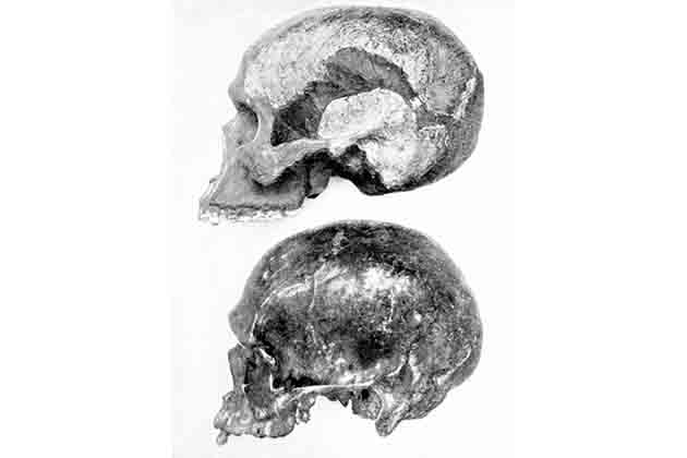 Piltdown Man was the Missing Link