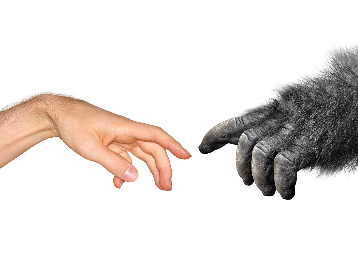Humans Evolved from Apes