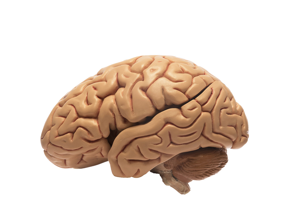 Humans Use 10% of Their Brain
