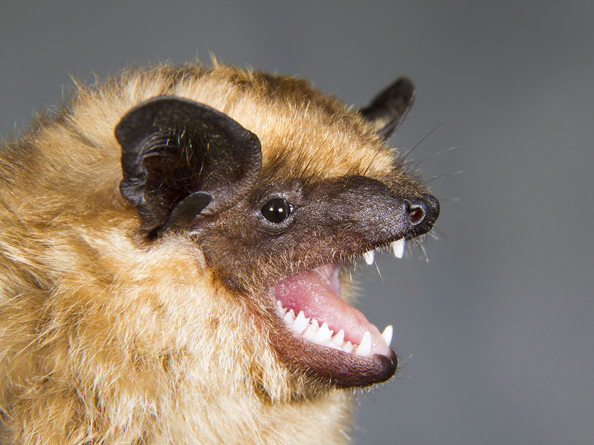 Bats are Blind