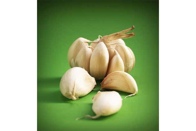 Garlic