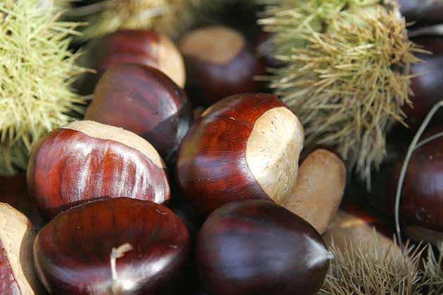 Tree Nuts
