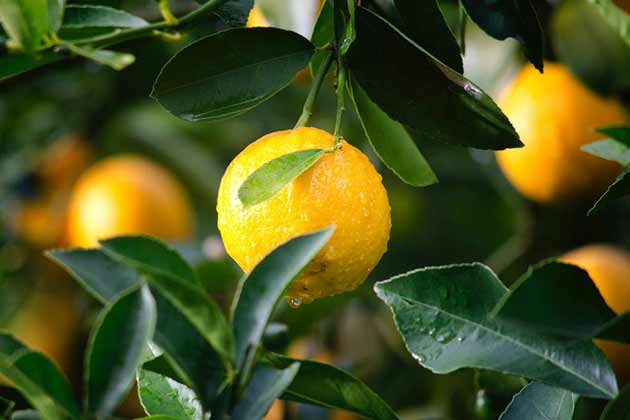 Citrus