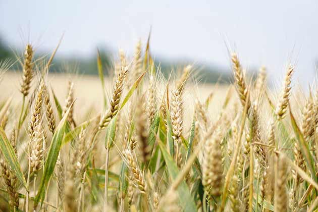 Wheat