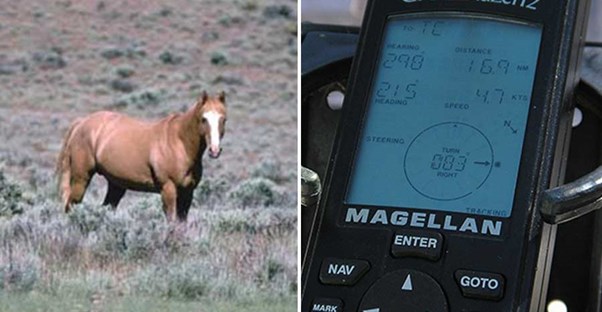 horses and GPS