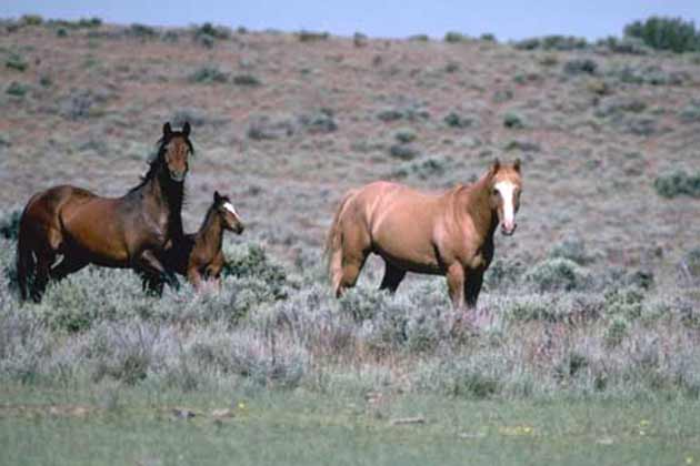 Horse Domestication