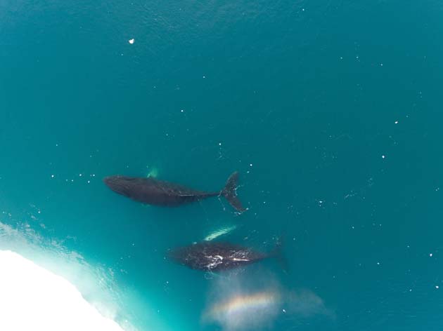 Greenland Sharks Can Live for Hundreds of Years