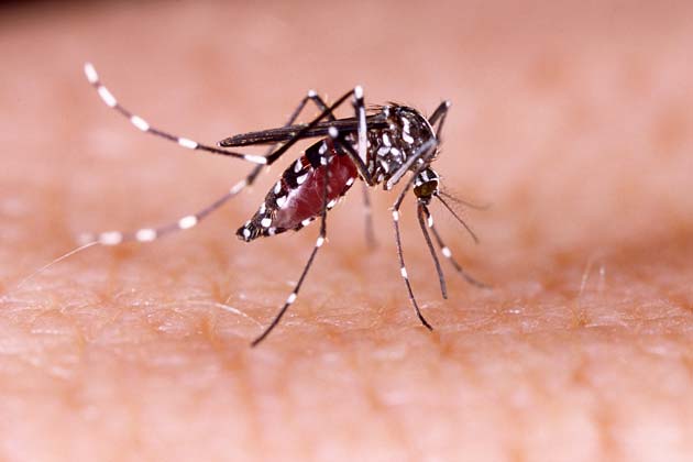 Zika Virus Linked to Birth Defects
