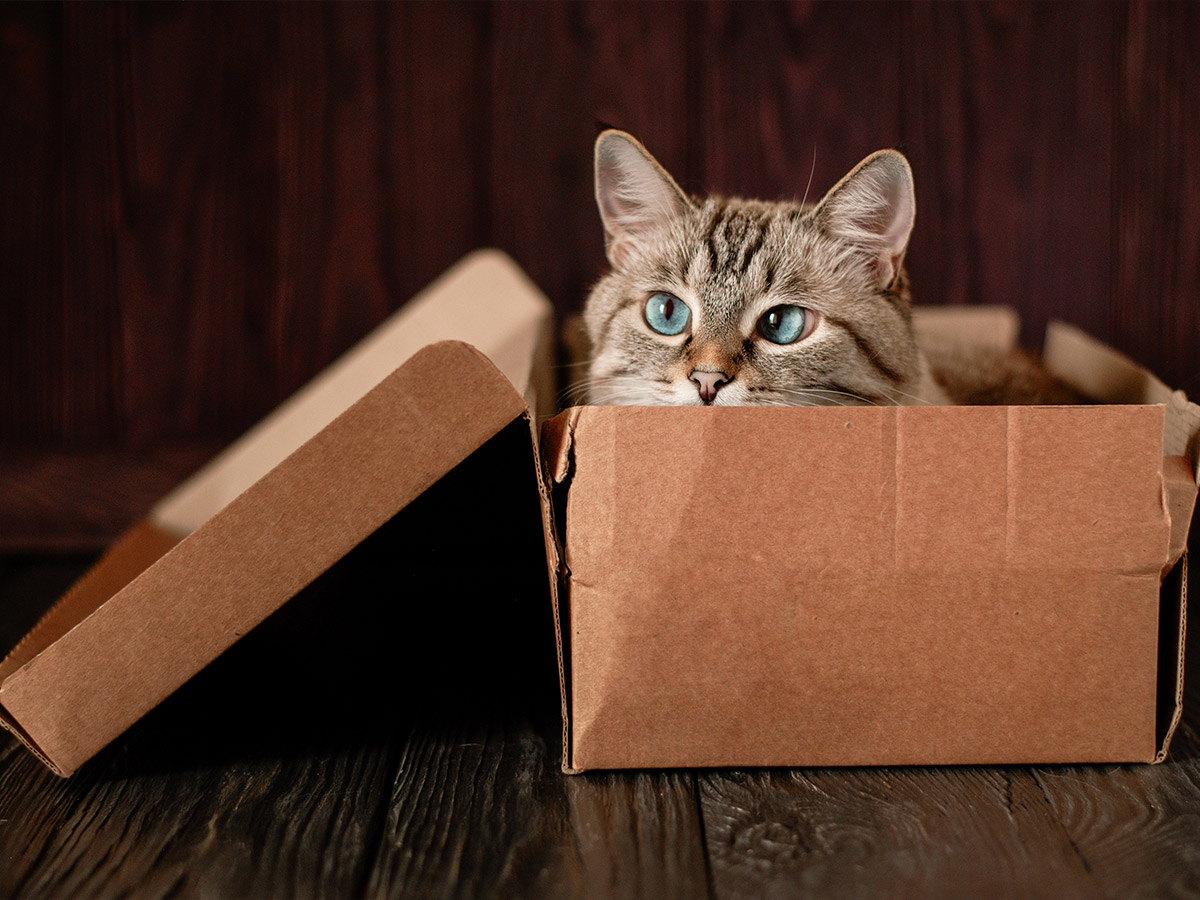 Science Figures Out Why Cats Love Boxes
