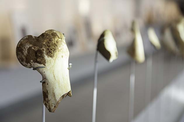 Fossils of a New Human Ancestor