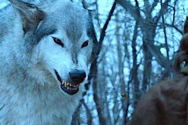 Nymeria Would Return