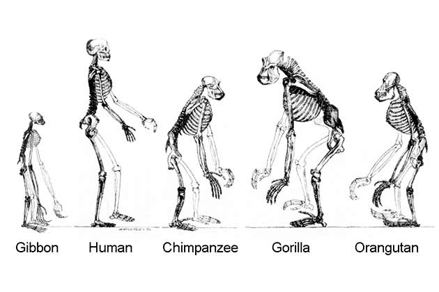 Darwin Never Claimed Man Evolved from Apes