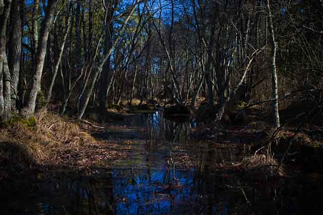 Pine Barrens