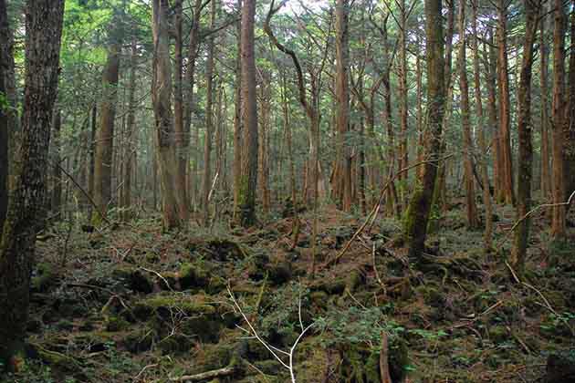 Suicide Forest, Japan