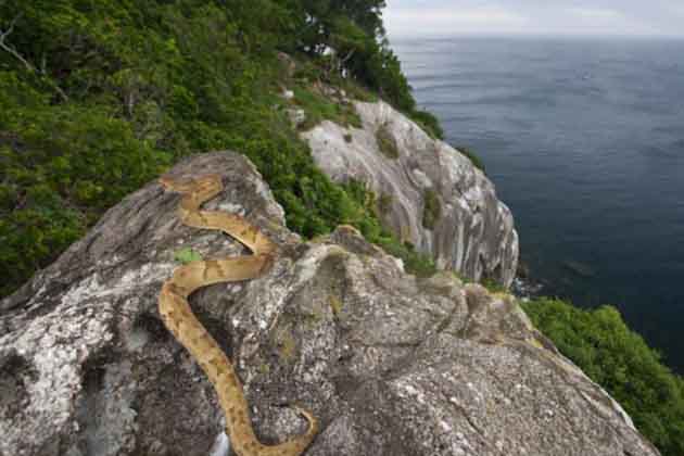 Snake Island, Brazil