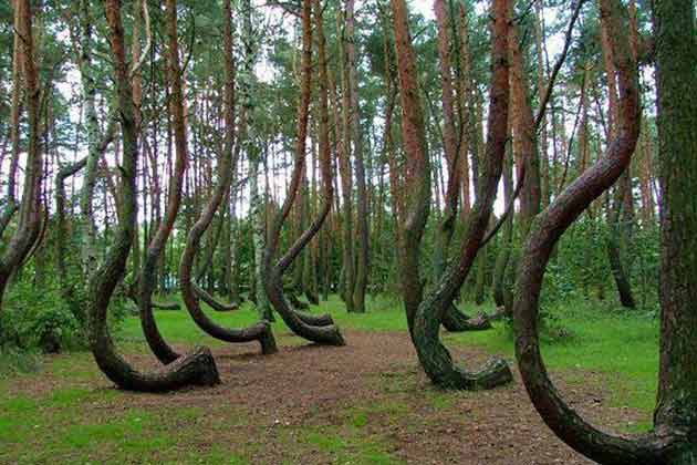 Hoia Baicu, Romania