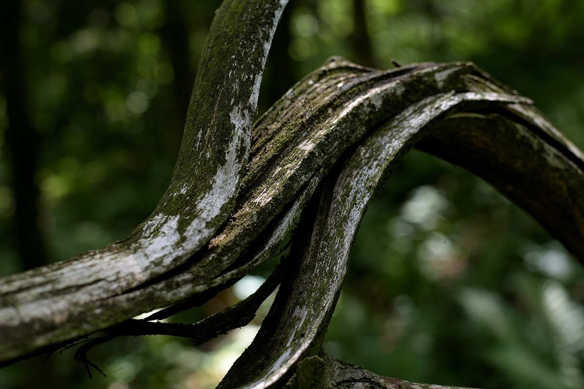 A Tree has Deep Cracks or Missing Bark