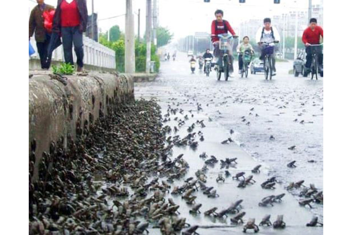 Animals Start Leaving