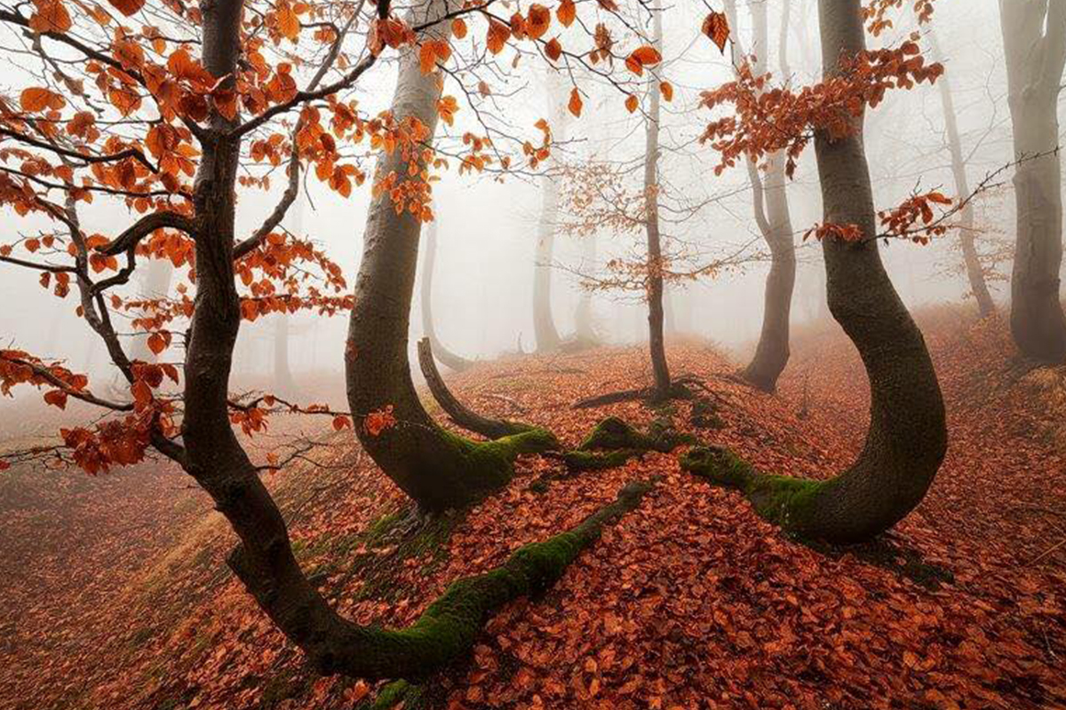 J-Shaped Trees