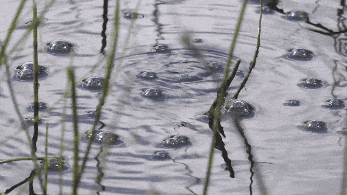 Ponds Begin to Bubble