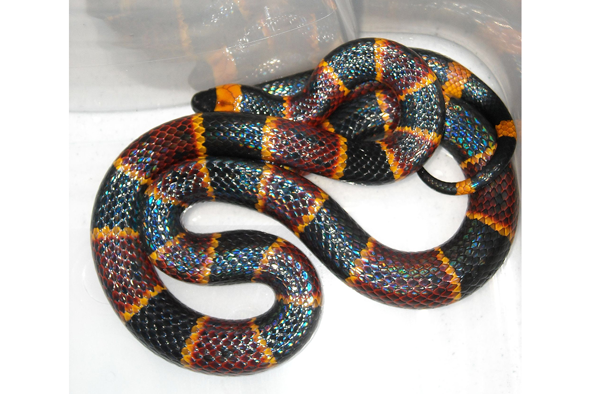 A Brightly Colored Animal