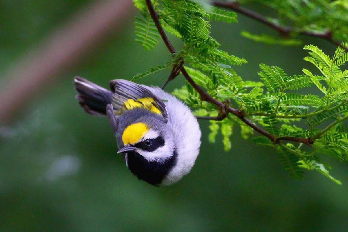 All Golden-Winged Warblers Disappear