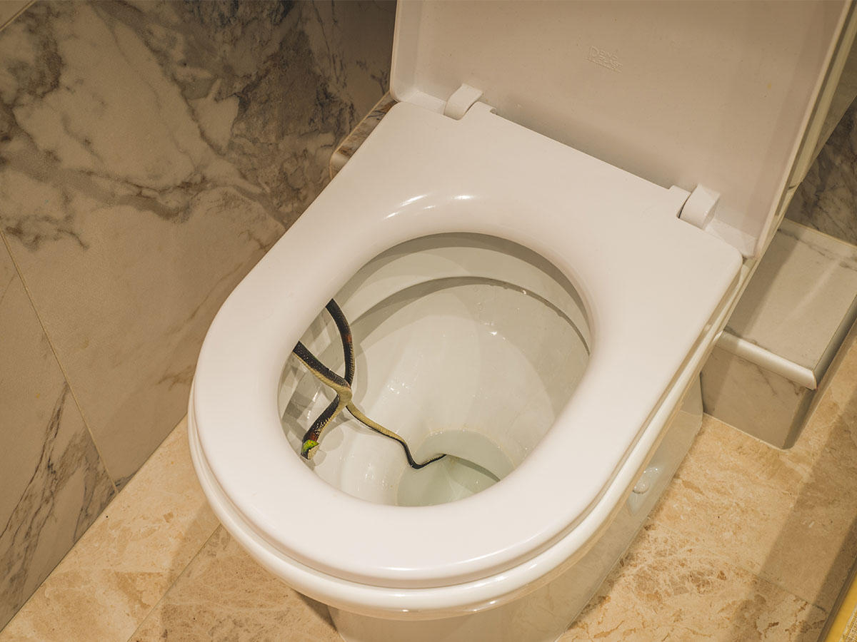 Snakes in Australian Toilets