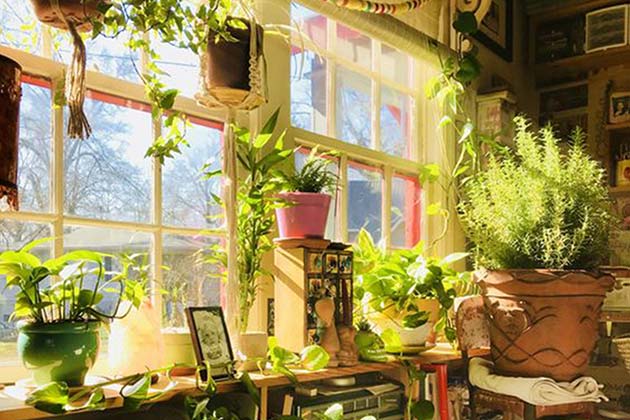 Fake Plants Everywhere