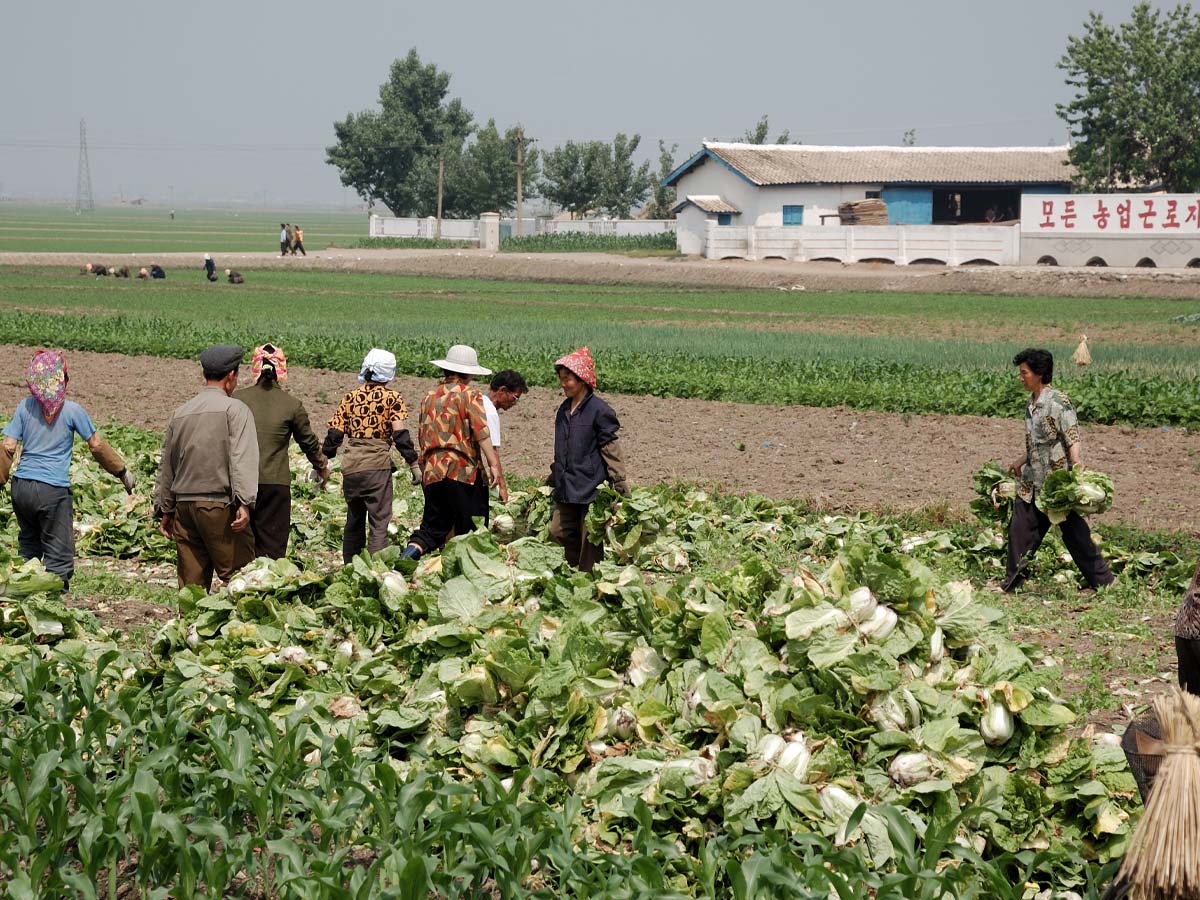 Fertilizer Shortages Caused the Country to Use Human Waste as Fertilizer