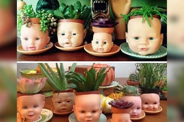 Baby Plants
