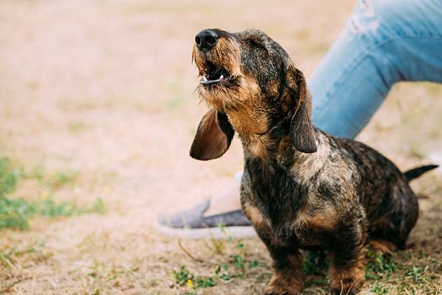 “Barking Mad”