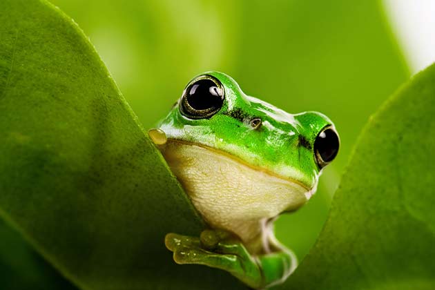 “Frog In Your Throat”