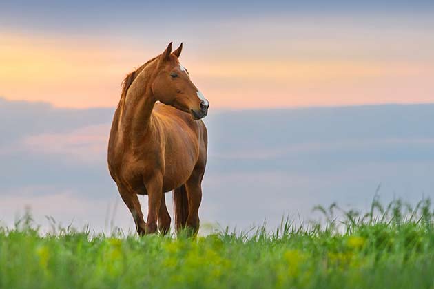 “It’s No Use Flogging a Dead Horse”