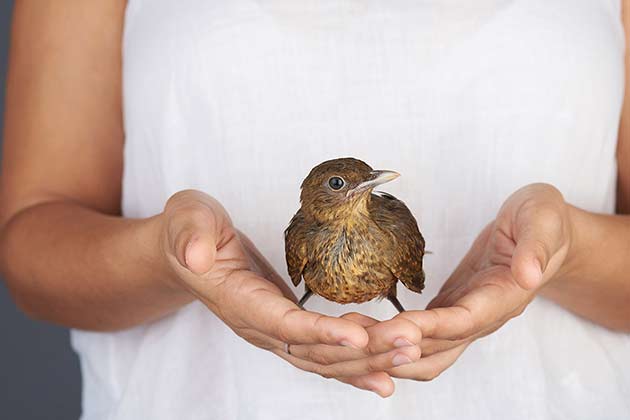“A Bird in the Hand is Worth Two in the Bush”