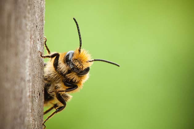 “Busy as a Bee”
