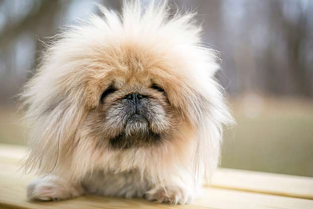 “Hair of the Dog That Bit You”