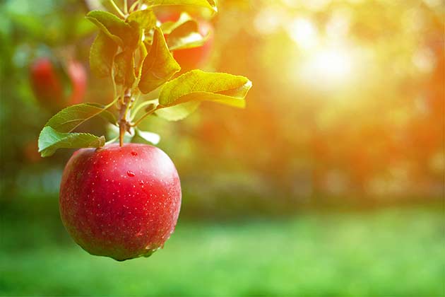 “Apple of My Eye”