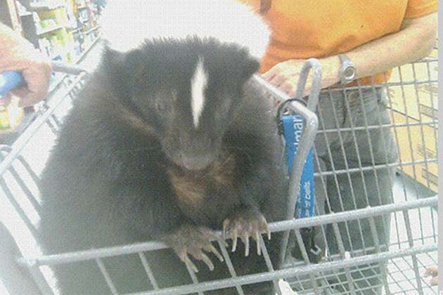 Therapy Pets Have Gotten Ridiculous