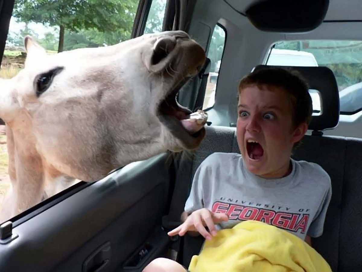 You Sound Horse