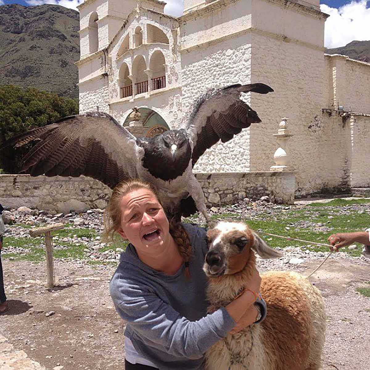 An Owl Says Hello