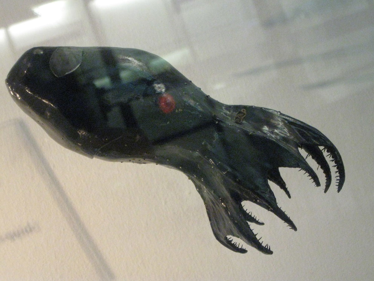Vampire Squid