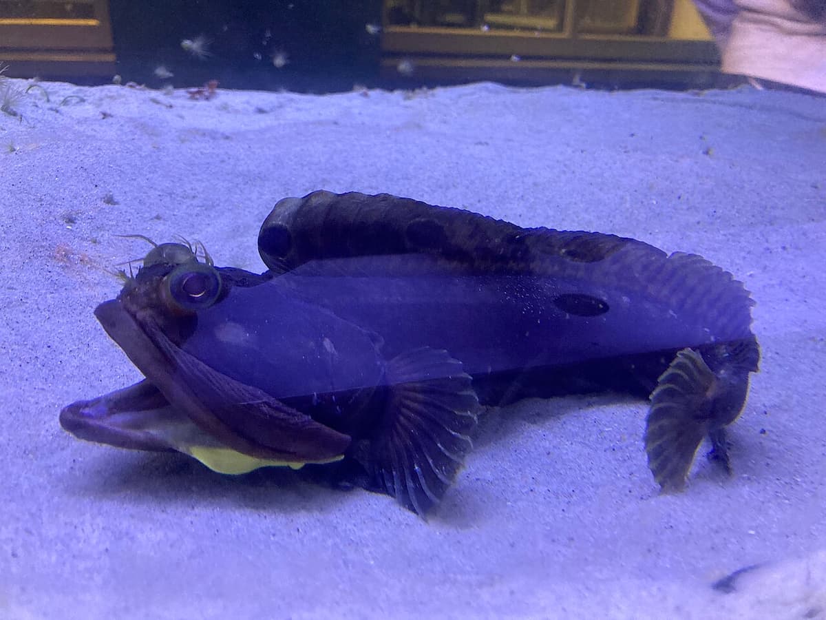 Sarcastic Fringehead