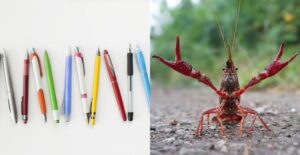 Several Pens in a row; a crayfish